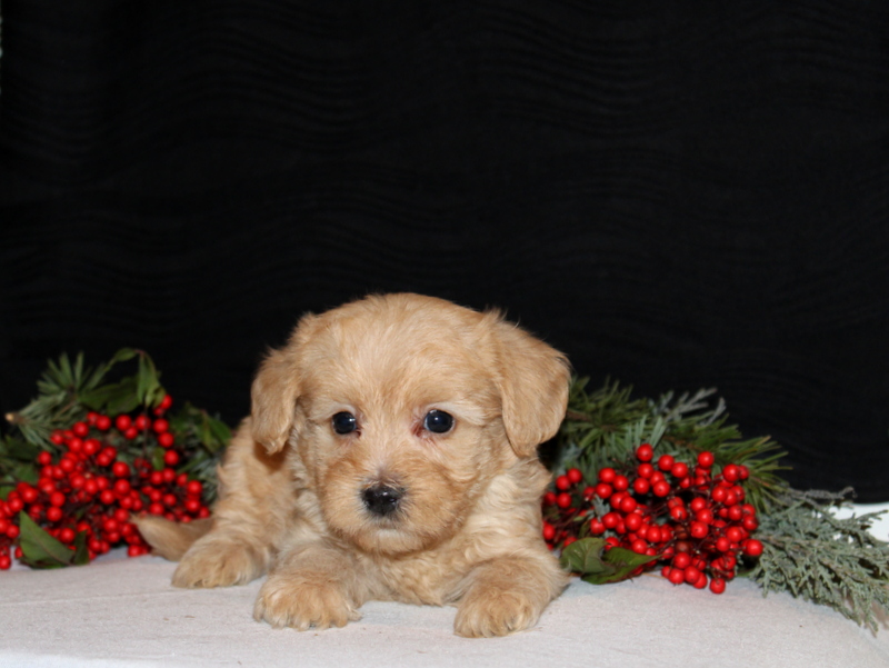 puppy, for, sale, Morki-Poo, Matthew B. Stoltzfus, dog, breeder, Gap, PA, dog-breeder, puppy-for-sale, forsale, nearby, find, puppyfind, locator, puppylocator, aca